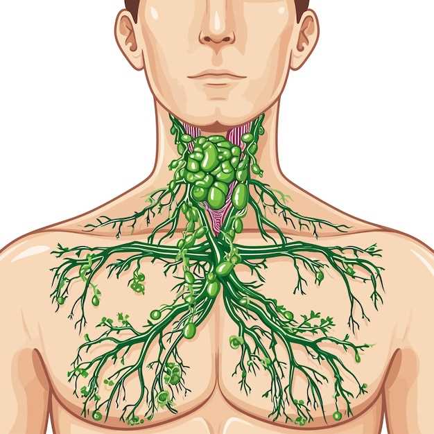 Функции лимфы в организме человека